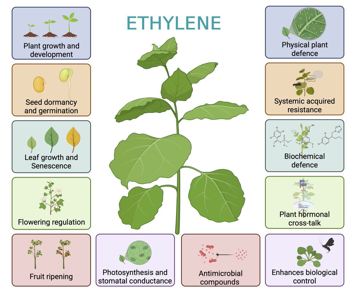 Multifaceted roles of ethylene in plants: From traditional functions to modern insights into tritrophic interactions for sustainable agriculture sciencedirect.com/science/articl… <a href="/dradiltonga/">Adil TONĞA</a> <a href="/MomoMukarram/">Mohammad Mukarram</a> <a href="/CUT_PlantStress/">Plant Stress Physiology Group @CUT</a> <a href="/PI_Interactions/">Insect-Plant Interactions</a>