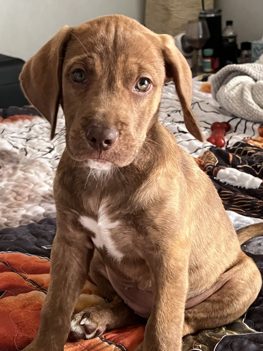 Maple (lab/beagle) this morning. She’s 9.5 weeks old. Had her first vet visit yesterday.