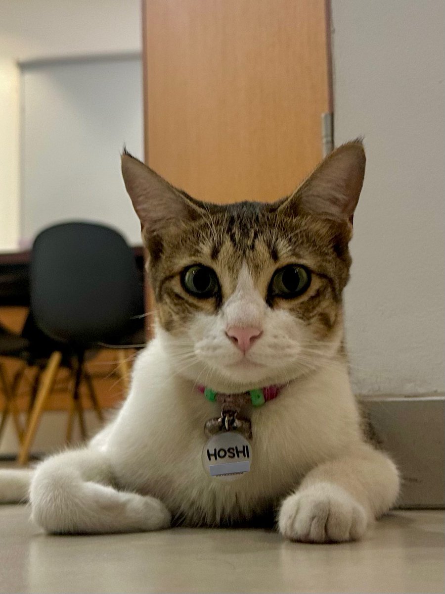 Hoshi the cat 🐯 tweet media