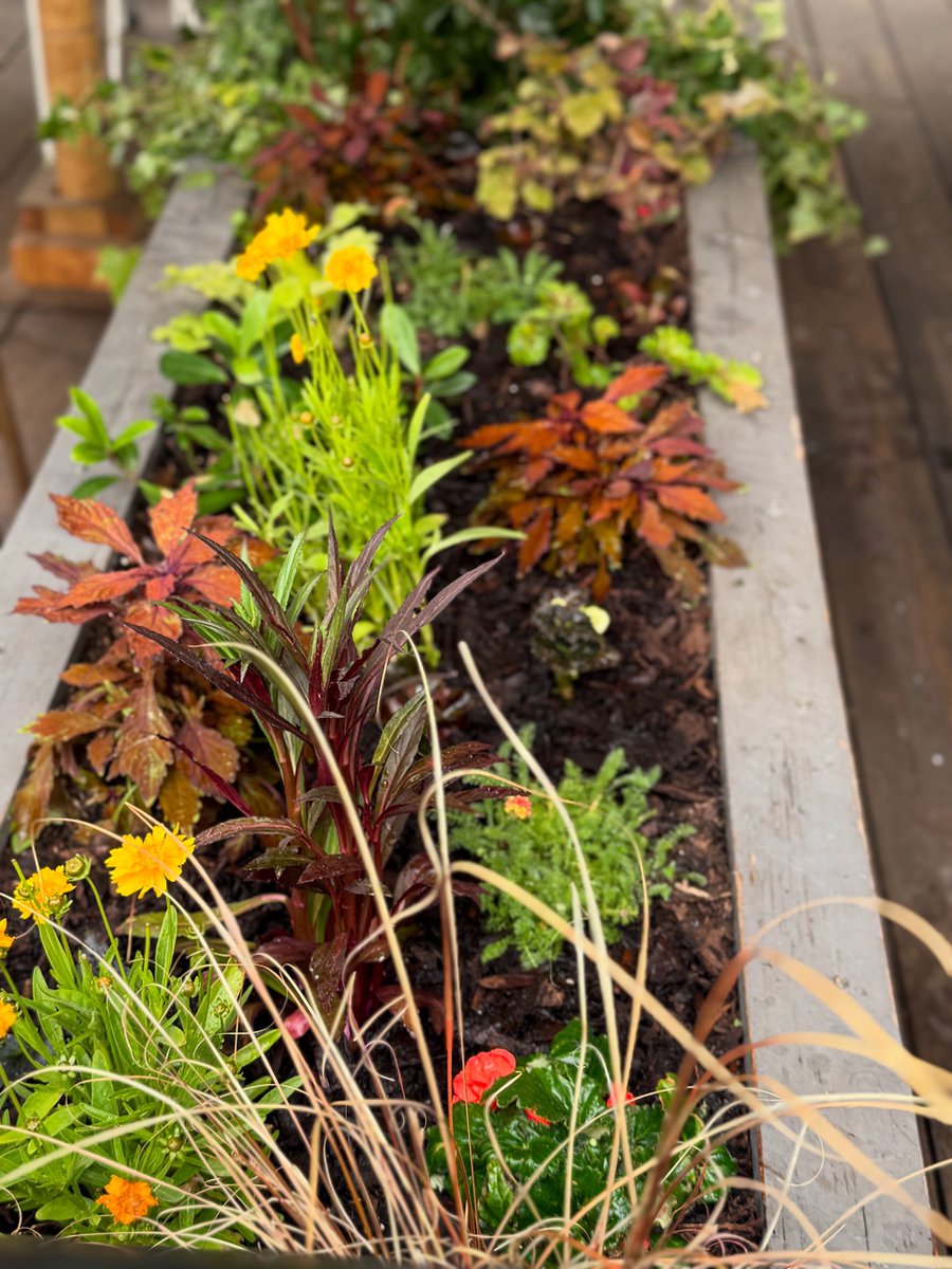 A little glow up for our terrace planter ✨