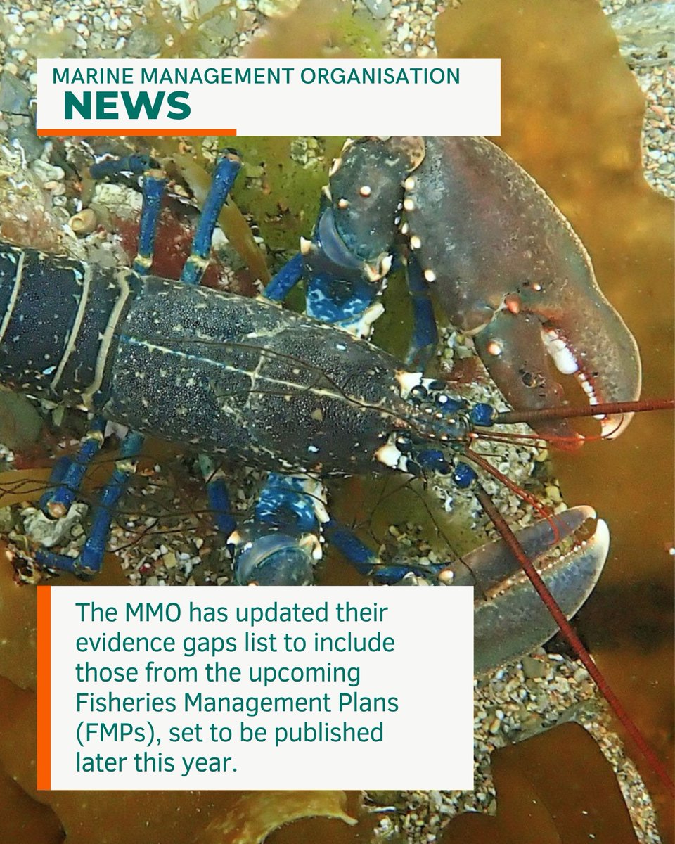 Sussex IFCA (@sussex_ifca) on Twitter photo 📢 The MMO has updated its evidence gaps list to include those from upcoming #FisheriesManagementPlans for:
🔸 Skates & rays
🔸 Sprat
🔸 Cockle & queen scallop
🔸 Demersal NQS
Can you help?
📩 FMPs@defra.gov.uk
🔍 bit.ly/3TBU5Cl
#MMO #FMPs #Fisheriesmanagement #defra 📢 The MMO has updated its evidence gaps list to include those from upcoming #FisheriesManagementPlans for:
🔸 Skates & rays
🔸 Sprat
🔸 Cockle & queen scallop
🔸 Demersal NQS
Can you help?
📩 FMPs@defra.gov.uk
🔍 bit.ly/3TBU5Cl
#MMO #FMPs #Fisheriesmanagement #defra