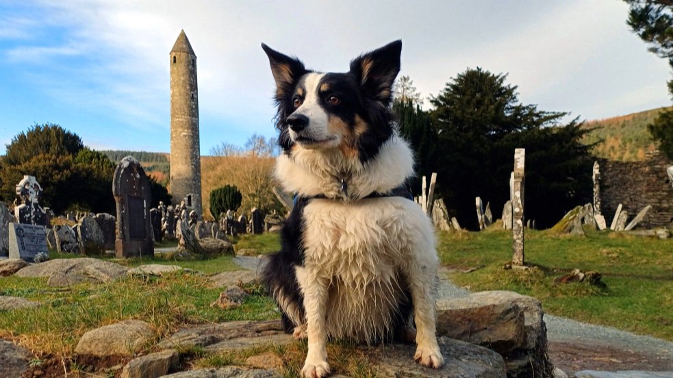 Many people love bringing their dogs on holiday and now a new guidebook highlights the best dog-friendly spots across Ireland  - See #RTENationwide on Wednesday 25th June <a href="/RTEOne/">RTÉ One</a> 7pm &amp; RTE1+1 at 8pm <a href="/rte/">RTÉ</a> RT