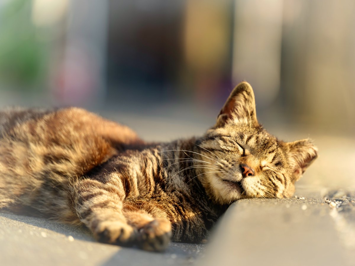 今日も昼寝ニャ😺

#猫好きさんと繋がりたい
#写真好きな人と繋がりたい