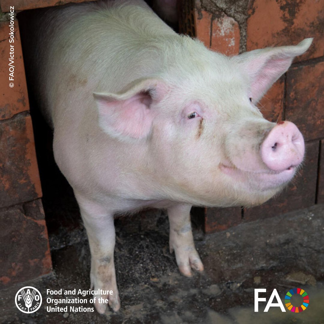 🌱What does agroecology look like in practice?

🔎Learn about the journey of family farmers in Australia 🇦🇺 through the lens of a case study from <a href="/SIANIAgri/">SIANI</a> on Jonai Farms &amp; Meatsmiths 

Read on ➡️ tinyurl.com/4cfasjpt