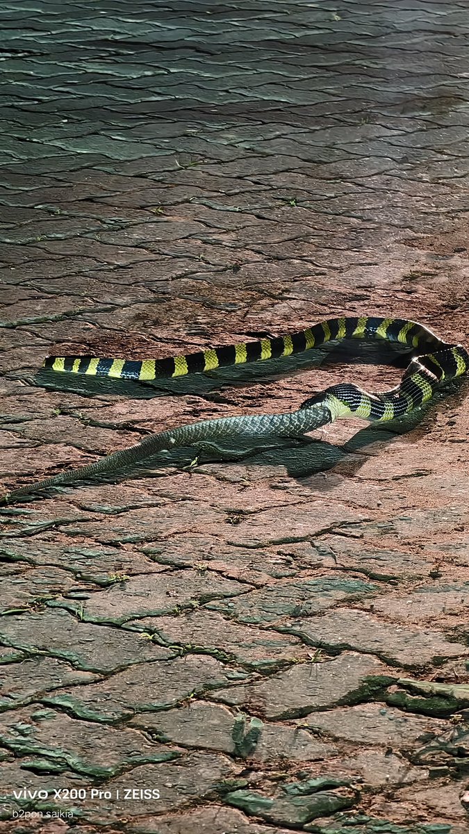 Mrinal_MLA's tweet photo. #SnakeIdentification #Reptiles
Banded krait (Bungarus fasciatus)
A highly venomous snake is eating up another snake in front of our residence.
#CruelGameOfNature
#Biodiversity
#Nature
#Snakes https://t.co/ezK9SKHIo3