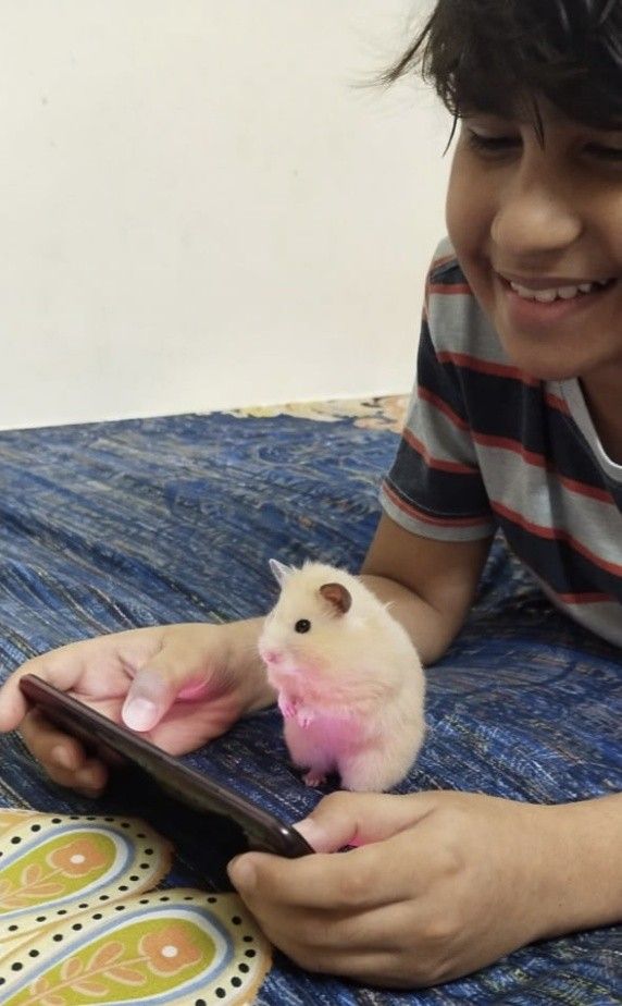 Tweets Of Hamster (@tweetsofhamster) on Twitter photo 