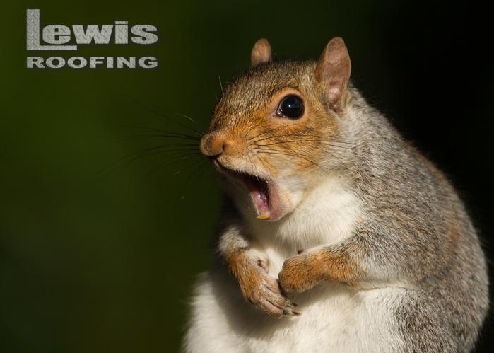 RoofingLew73075's tweet photo. We fix roofs so fast, squirrels don’t even notice we were there. Except now they can’t get in. Sorry, Greg the Squirrel.

#SquirrelDrama #RoofingSolutions #OklahomaRoofing #LewisRoofing https://t.co/go44AGnoqW