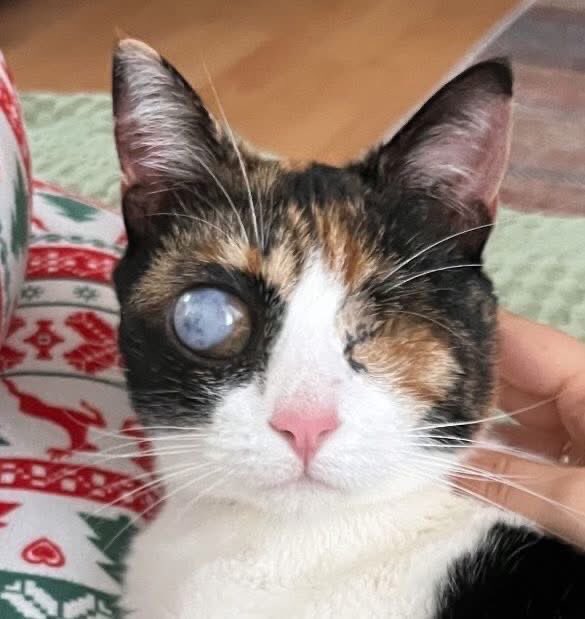 ACİL YUVA ARANIYOR: ZENCEFİL 🧡

Yer:İstanbul 
İletişim :05424155709

Sayın Uysal'ın iletisidir: 
"Zencefil’i aylar önce bir ilanda görüp evimize aldık, tedavilerini yaptırdık. Tek gözü görmüyor ama çok sevgi dolu bir kedi. Ne yazık ki evdeki diğer kediler onu bir türlü kabul