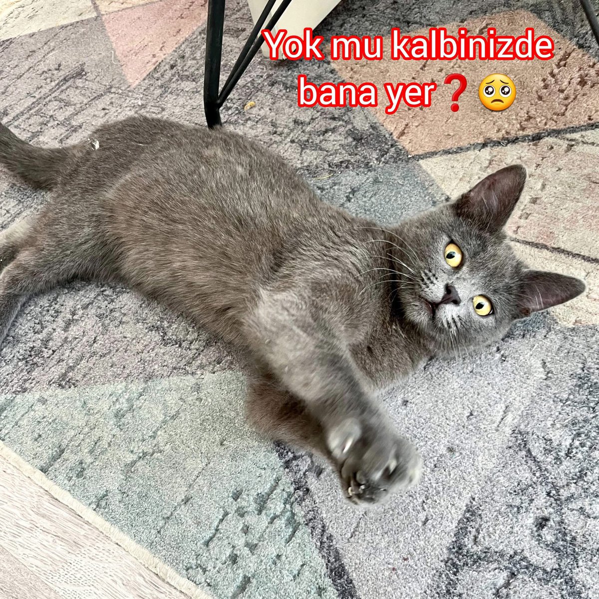 ÇÖP GİBİ ATILDI SOKAĞA❗❗❗❗ONA HAK ETTİĞİ YUVAYI BULURUZ DEĞİL Mİ ? 

Yer:Konya ancak diğer illere de ulaşım sağlarım.
iletişim :0545 553 36 99

Sayın Turan'ın iletisidir: 
"Öyle sevgi dolu kii...

Sevgi delisi bu bebek 5 aylık civarında, erkek. Çok uysal, sevecen, uyumlu.