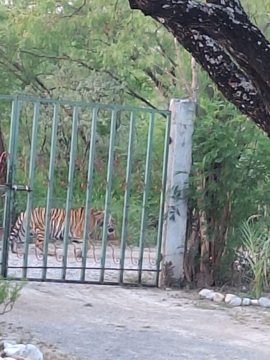 "Salinas Victoria":
Porque se reportó el avistamiento de un tigre en Nuevo León.