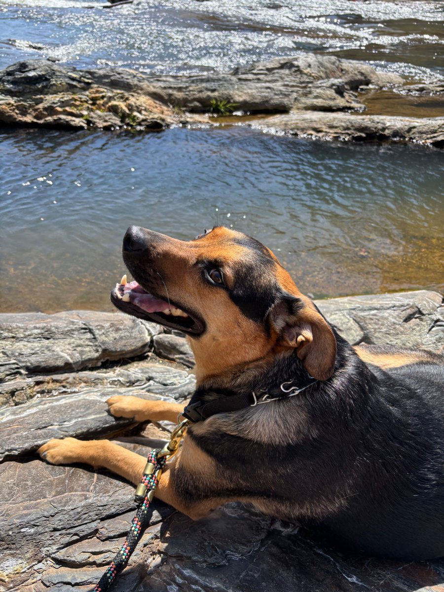 acid_rvin's tweet photo. @SummersSalt I know I'm real late to this post but she look JUST like my boy and I was wondering if you know what breed she is. https://t.co/OdSHVIv3Oc