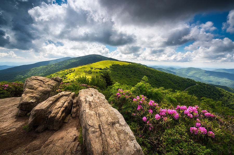 DaveAllenPhoto's tweet image. Not many things better than hiking the Appalachian Trail in June, enjoying the cooler mountain temps and the beautiful rhododendron blooms!  Y&apos;all planning to get into anything fun this weekend? 🌄