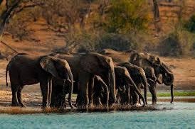 Varför är Botswana ett av Afrikas mest stabila och välmående länder – medan grannarna lider av ekonomisk kollaps och diktatur?

För att Botswana inte gick i den socialist-marxistiska fällan.

🧵En tråd om sunt förnuft, diamanter och vad Sverige kunde lära. 1/10