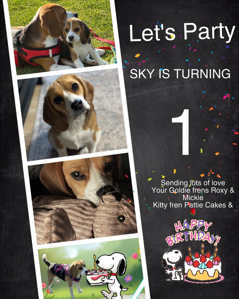 headdoc03's tweet image. HAPPY FIRST BIRFDAY to our BBF2 Baby Sky! It’s been a great year!! Love you girlfren ! Roxy, Mickie, Pattie Cakes and Mom🌹 Have the bestest day and eat lots of cayke!! 😘🎉🎂🥳🎈🎊🎁@KaiaIsland #Skyturnsonetoday.