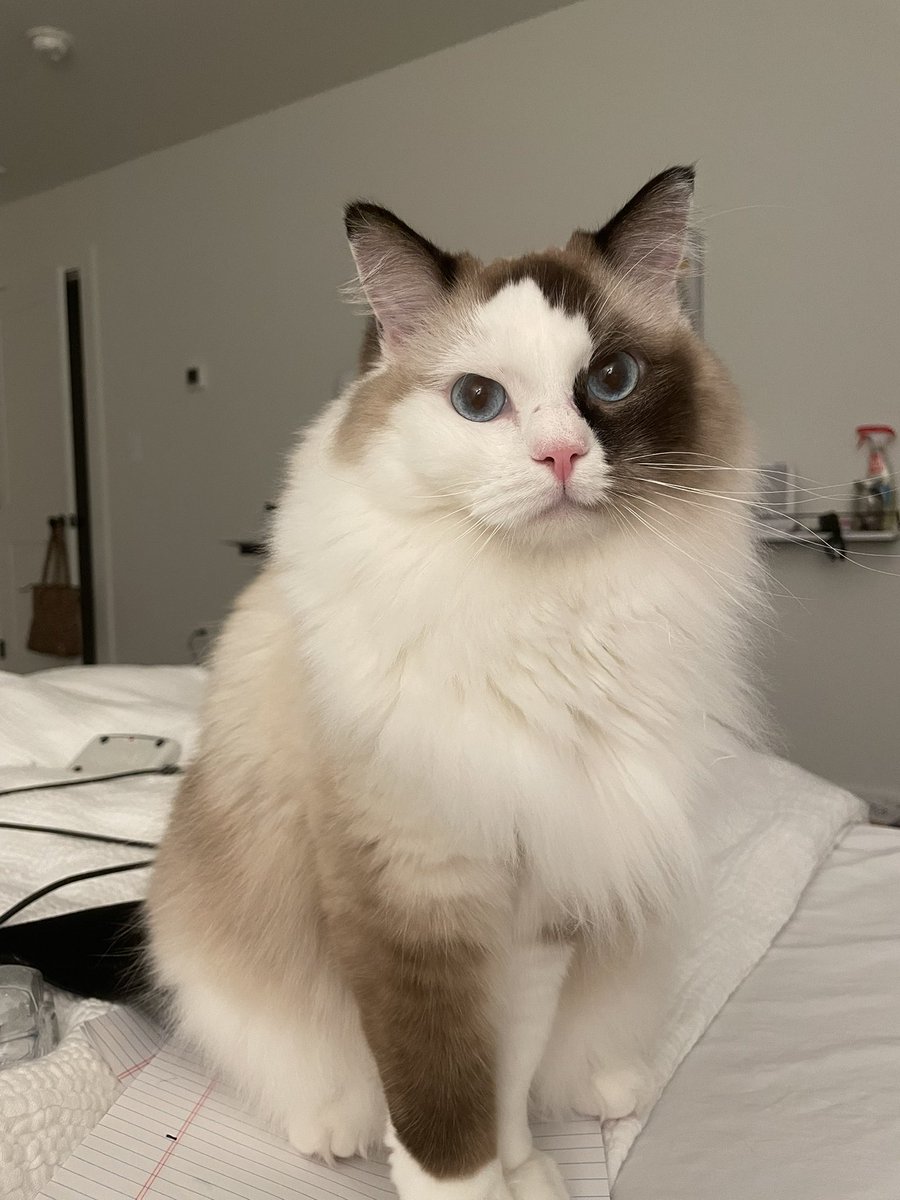 This cat has saved my life (no exaggeration)