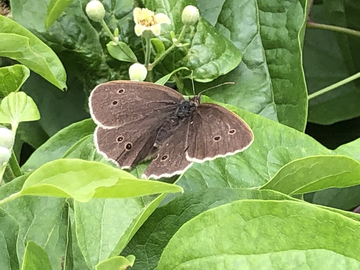 stanrasscd's tweet photo. One of today’s ringlet butterflies. https://t.co/zSFSOei9h1