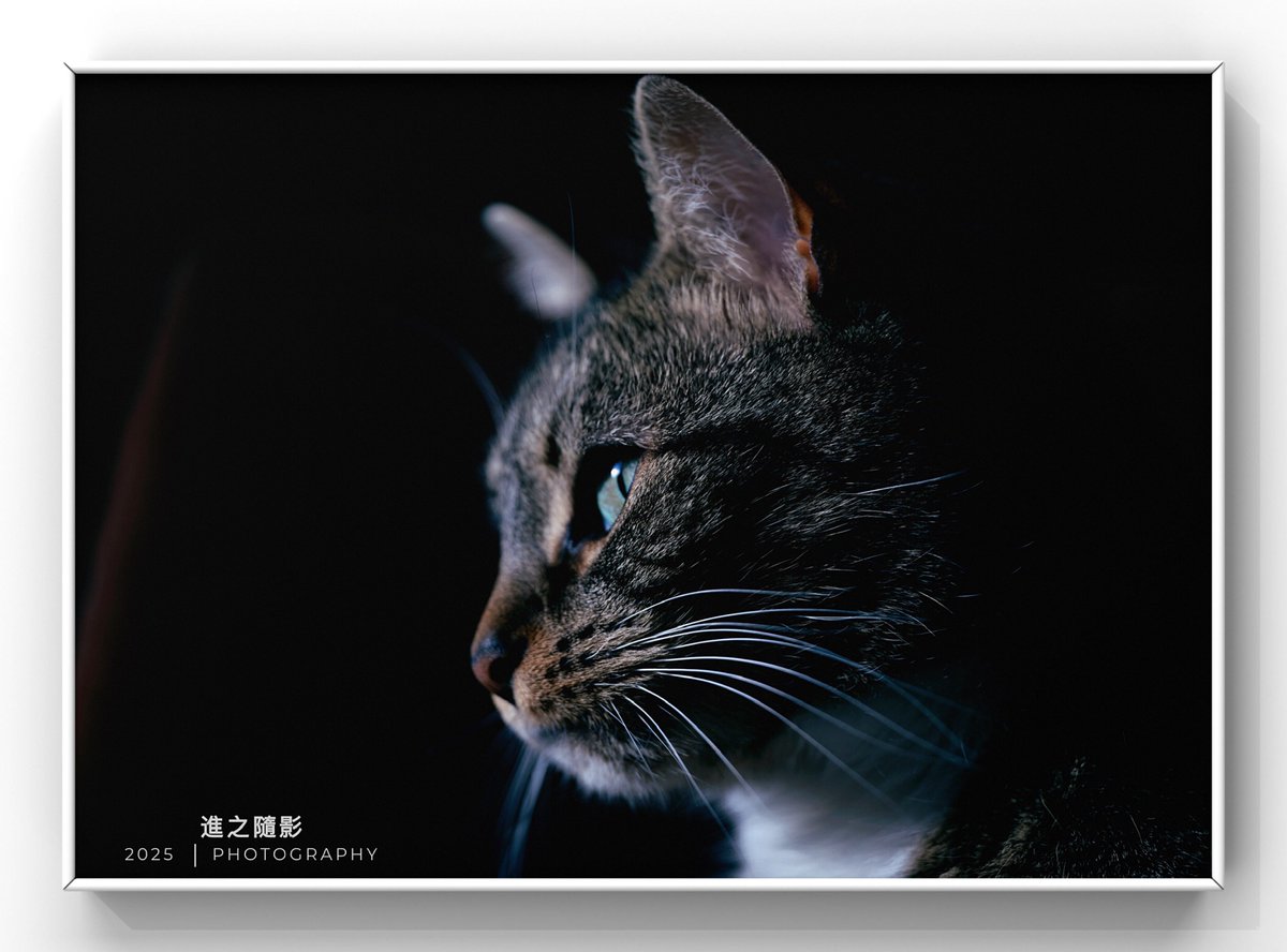 趁我猫不备，抓拍了一张🐱肖像。
