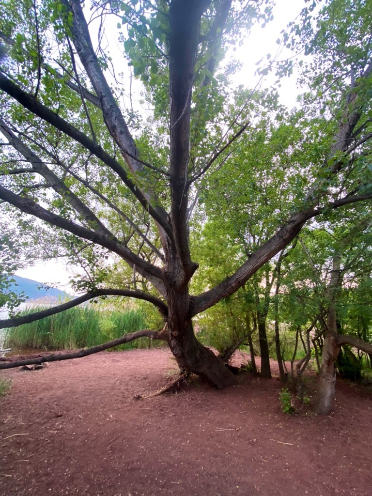 L’arbre ne vit pas seul.
Il communique par ses racines,
échange des nutriments avec ses voisins,
alerte ses congénères en cas de danger.
Un arbre, c’est un être relationnel.
Comme toi. Comme moi.
Alors pourquoi le traiter comme un objet ?