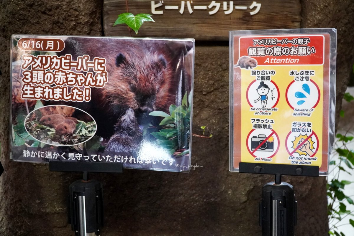 本日、こちらの看板が設置されました
みんなで守れたらいいですね
今日は私が居た時間は目の前にたわしちゃんが出てきてるのに皆で交代しながら笑顔で見守っててほっこりしました😌

photo 2025.06.25📷️
#アメリカビーバー #神戸どうぶつ王国