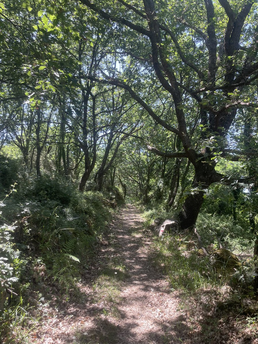 Nensi Coseani tweet media