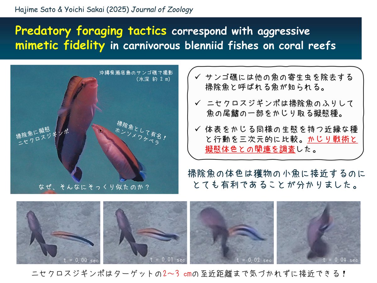 ニセクロスジギンポの論文が公開されました〜　
ニセクロは魚類で最も精巧と言われるほど完璧な擬態種です。今回は、なぜそっくり似せているのか？という疑問に挑戦しました。手作りのステレオカメラを使い彼らの摂餌戦術を沖縄のサンゴ礁で3D撮影して明らかにしました🐟

…lpublications.onlinelibrary.wiley.com/doi/10.1111/jz…