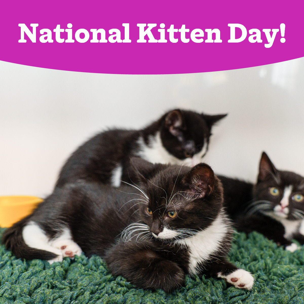 It's National Kitten Day and we want to see photos of all your furry babies in the comments! 😻

Whether you got them through us at Cats Protection or they found their way on their own, we want to see all the adorable photos to help brighten everyone's day! 😄