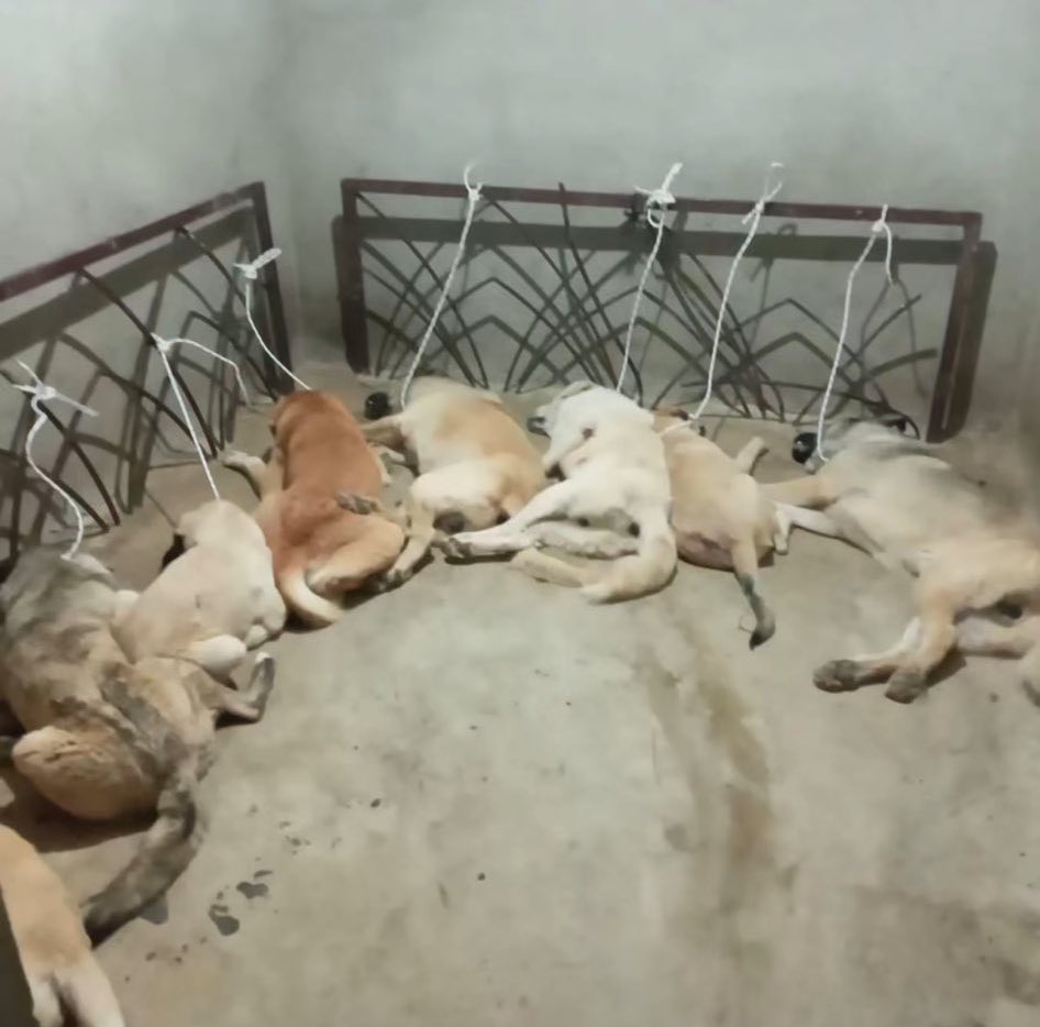 Alanya belediyesi bu canların hali ne , bu ilkellik insanlikdisi muameleyi hakedecek ne yaptı bu zavallılar 
Allah'tan korku ve kuldan utanma versin rabbim size 
Derhal bu iç acıtan halin sorumlularını tespit edip cezalandirin ,  bu canlarin sahibi yokmu sorani yok mu