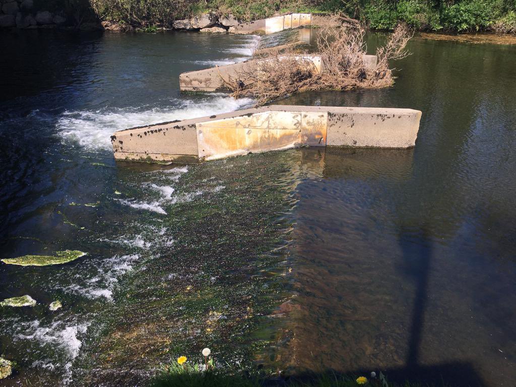 County Kerry with the demise of the salmon. River Laune still having legal &amp; illegal nets operating! River Maine illegal netting in tidal section. A derelict fish counter still giving fish counts? All needs to be investigated? <a href="/InlandFisherIE/">Inland Fisheries Ireland</a> <a href="/salmonwatchire/">Salmon Watch Ireland</a>
