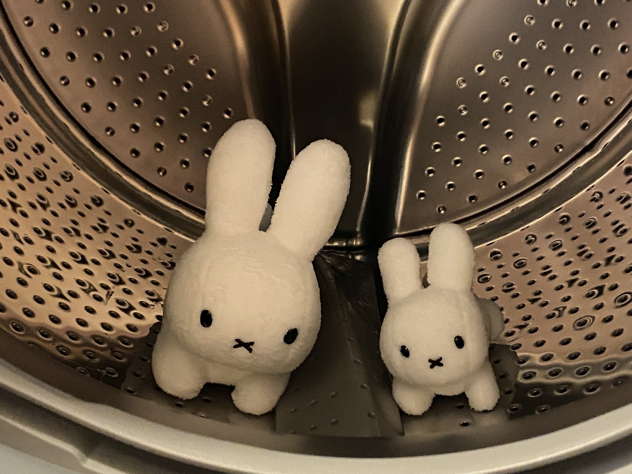 野生のうさぎ on X: 