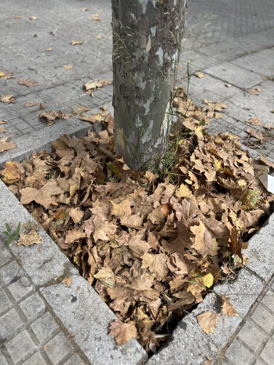 JuliansitoPrez's tweet photo. @Ayto_Sevilla @abcdesevilla @jlsanzalcalde ASI ESTA LA AVENIDA DE LA MUJER TRABAJADORA URB PARQUEFLORES FASE 2 a la altura de LOCAL 15 , a que hay que esperar? A que una persona mayor se caiga? A que tiren 1 colilla y salga ardiendo debajo de un coche? También pagamos impuestos!! https://t.co/TcDBX73dft