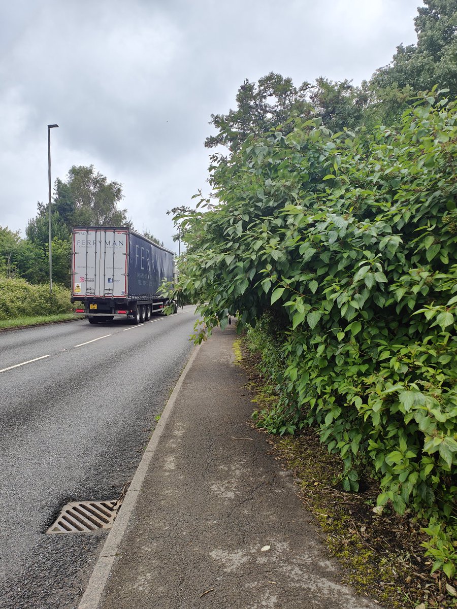 danjones1989's tweet photo. @CaerphillyCBC please can you cut these bushes back on parkway, Oakdale. Just below the BBI solutions factory. Pushing pedestrians into the carriageway. https://t.co/h92IjBwx82