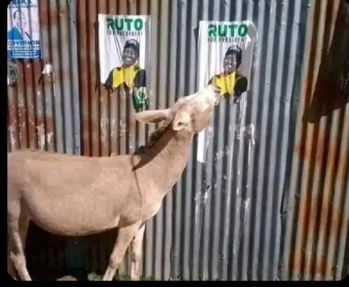 Punda amechoka. Ruck Futo!