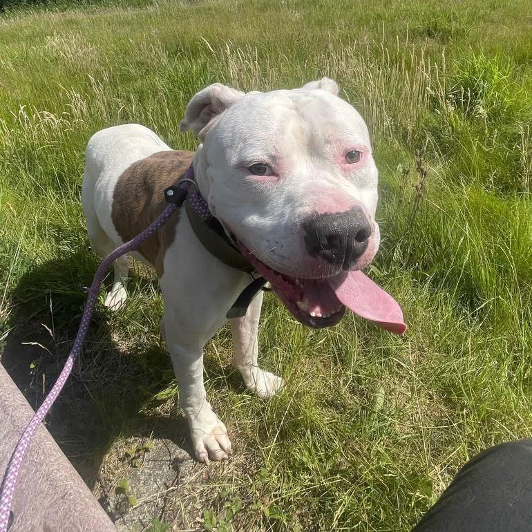 Please retweet to help Pablo find a home #WIRRAL #MERSEYSIDE  #UK 
Sadly Pablo has had no applications 
You may remember Pablo’s sad story that we posted a few weeks ago where he was at risk of euthanasia at a vets after being incorrectly labelled as a banned breed, he then was