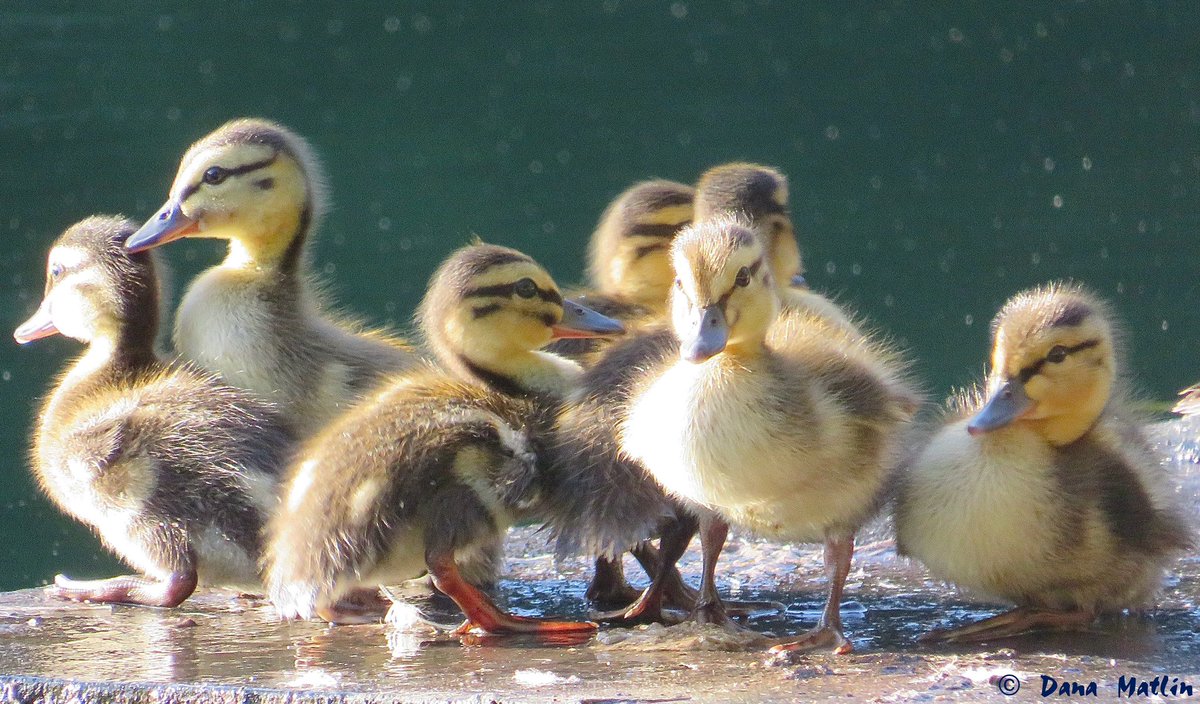 Adorable Mallard ducklings at the Conservatory Water in Central Park. #birdcpp