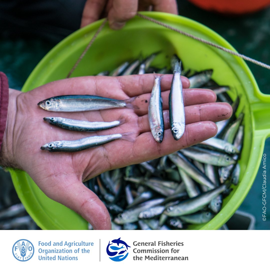 #GFCM_SAC is discussing the management of western Mediterranean fisheries

In focus:
🔵outcomes of management strategy evaluation for blackspot seabream stock in the Alboran Sea
🔵small pelagic and demersal stocks
🔵Cabliers coral mound area

#SustainableFisheries