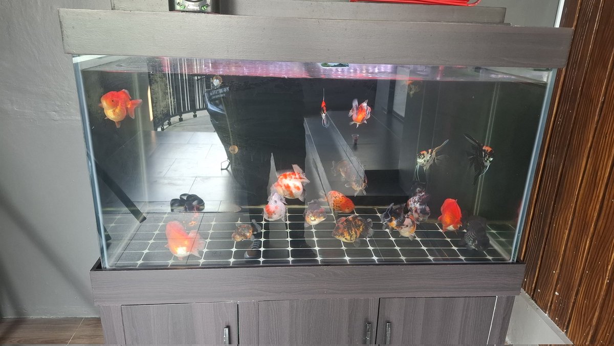 rivaadit's tweet photo. My goldfish 😍 https://t.co/wpBLJeAWVU