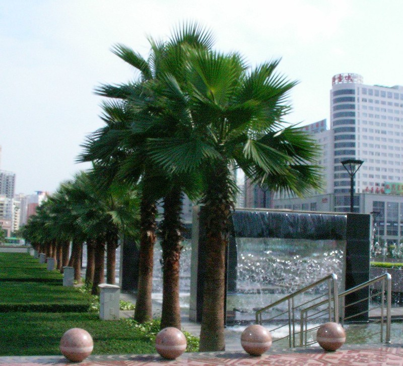 Where to see #palms... Nanning, Guangxi, #China. 📷: Rex Pe CC BY 2.0. #Where2CPalms