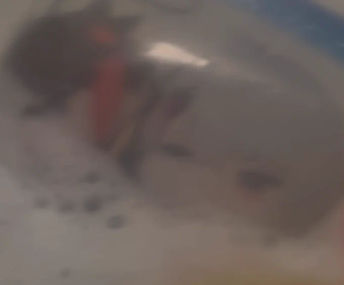 ディスティニーシャンパン風呂一緒に入った(水没)