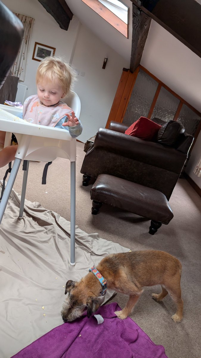 Mini Hoopup meals breakfast edition. Thanks for the scrambley egg and toast Mini Hoopup 2🩵 #btposse