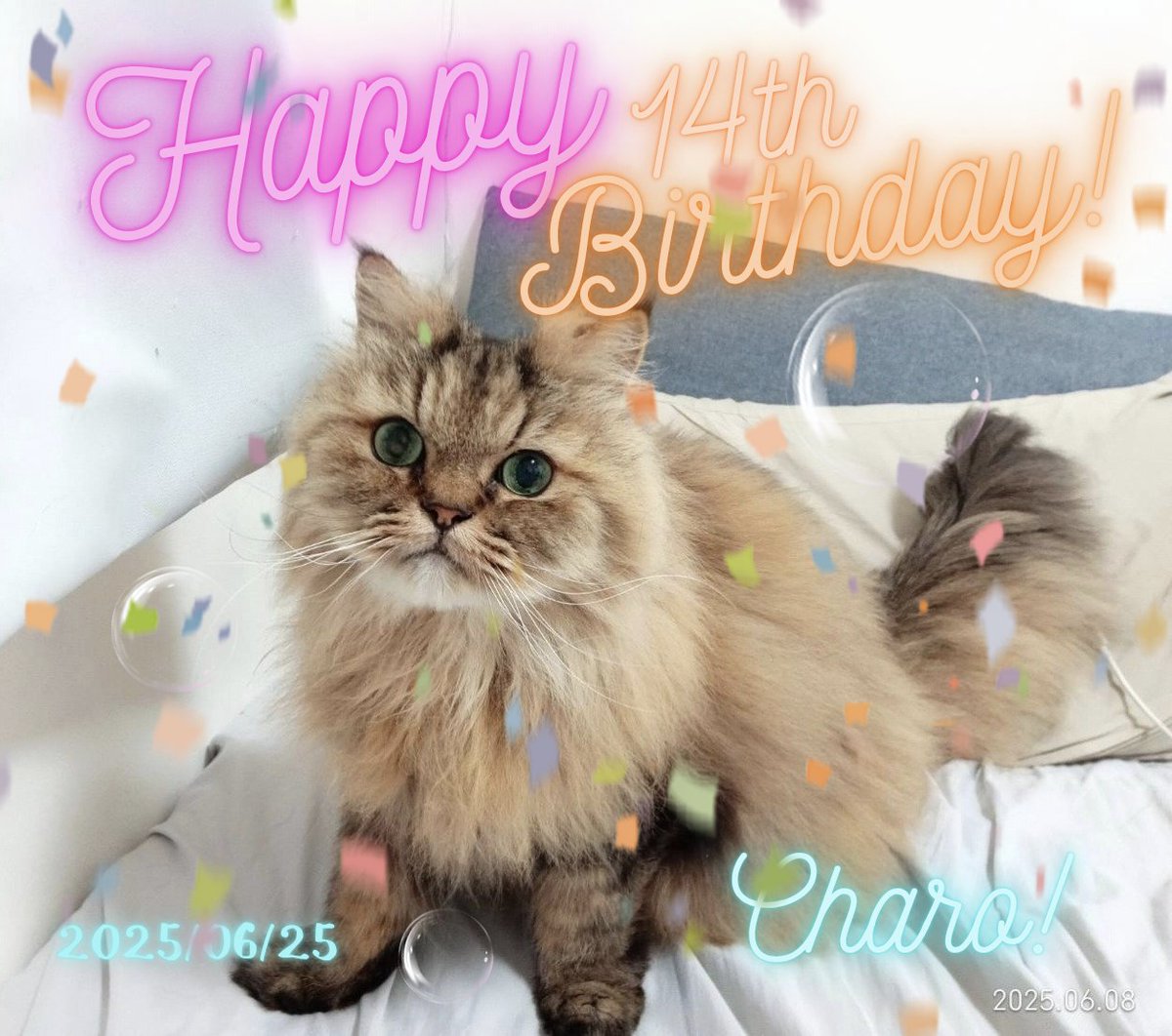 チャロちゃんおめでとう🎉🎂🎊✨
いつまでも元気でいてね☺️