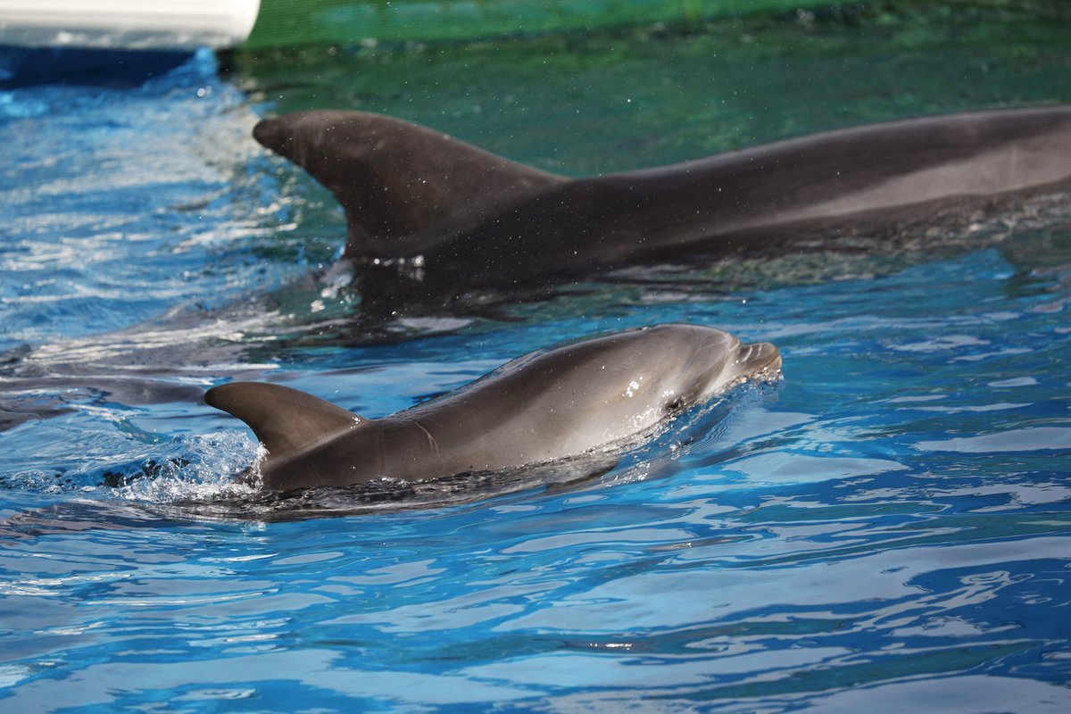 JunIsafushi24's tweet image. 仙台うみの杜水族館
5月28日に誕生したバンドウイルカの赤ちゃん🐬
まだお腹の胎児線もうっすら残ってました☺️
母親がいない時も一人で泳ぎ回って遊んでました🐬
母子の後ろ姿にはグッとくるものがありますね。
産まれてきてくれてありがとう。
ずっとずっと健康で!!!