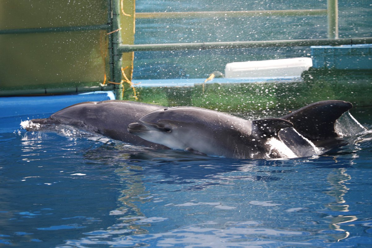 JunIsafushi24's tweet image. 仙台うみの杜水族館
5月28日に誕生したバンドウイルカの赤ちゃん🐬
まだお腹の胎児線もうっすら残ってました☺️
母親がいない時も一人で泳ぎ回って遊んでました🐬
母子の後ろ姿にはグッとくるものがありますね。
産まれてきてくれてありがとう。
ずっとずっと健康で!!!