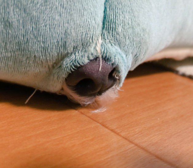 ここから鼻だけ出してた