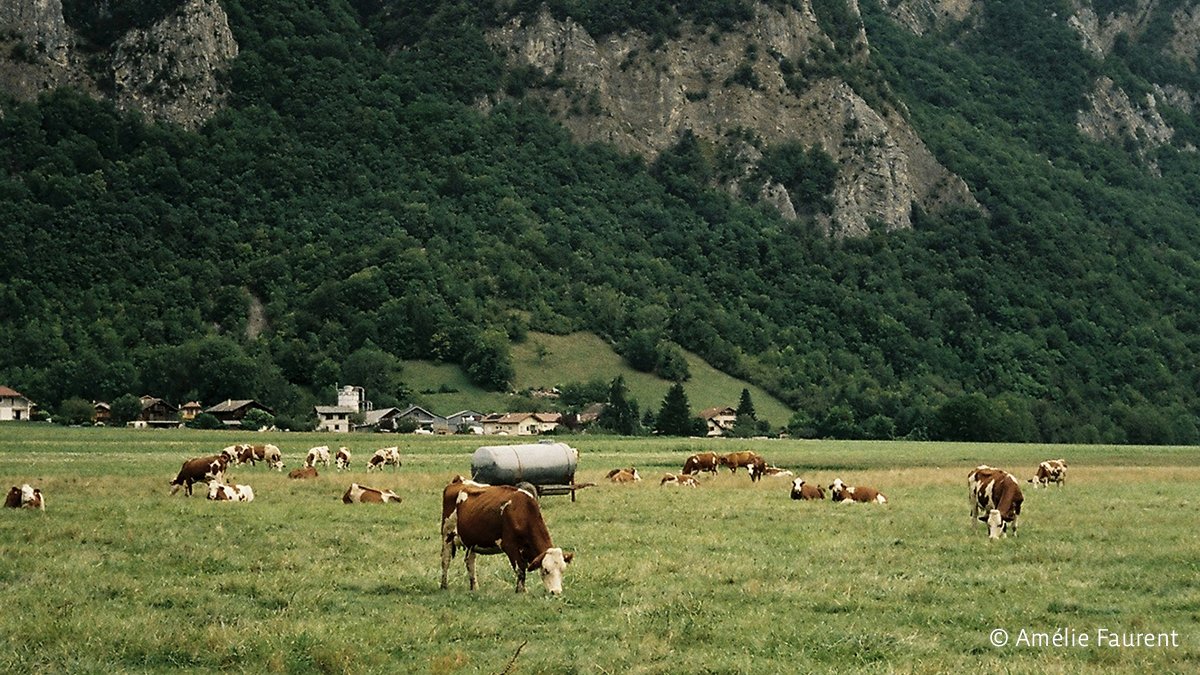 AnimalLawEurope's tweet image. 🐇 Rabbits & poultry most often face intensive farming—but get the least #AnimalWelfare support under the CAP.
📚In fact, a new @IEEP_eu report finds CAP tools for ALL animals fall short.
🐾 Animal welfare must be a standalone objective!
🔗 More → tinyurl.com/3ar3u98u