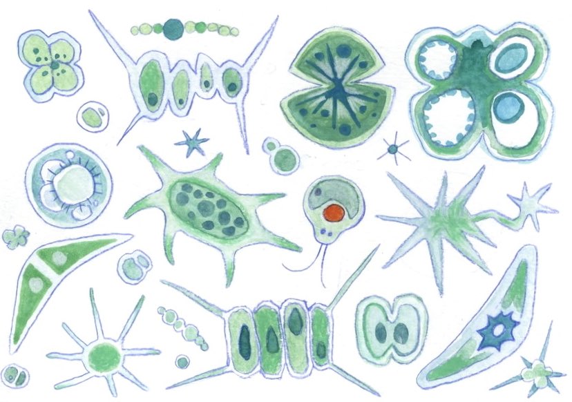 조류 (algae) 미생물! 모음 🦠