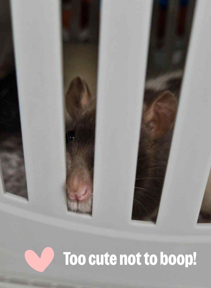 Jemima and Jill the rats went on an adventure yesterday as our friends and colleagues RSPCA Derby had space for them.  We transported them from our care along the A52 and this was Jemima on arrival 😍 Little pink boopable nose!
