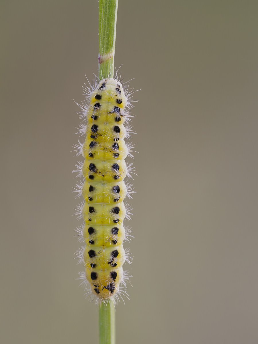 bernd_flicker's tweet photo. Sechsfleck-Widderchen (Zygaena filipendulae)
Das Sechsfleck-#Widderchen ist ein tagaktiver #Falter mit sechs roten Flecken auf schwarzen Flügeln – Warnfärbung wegen Giftigkeit. Die gelbgrüne Raupe mit schwarzen Flecken wird bis 22 mm lang, verpuppt sich spindelförmig an Gräsern. https://t.co/cj3Ruza0Ks