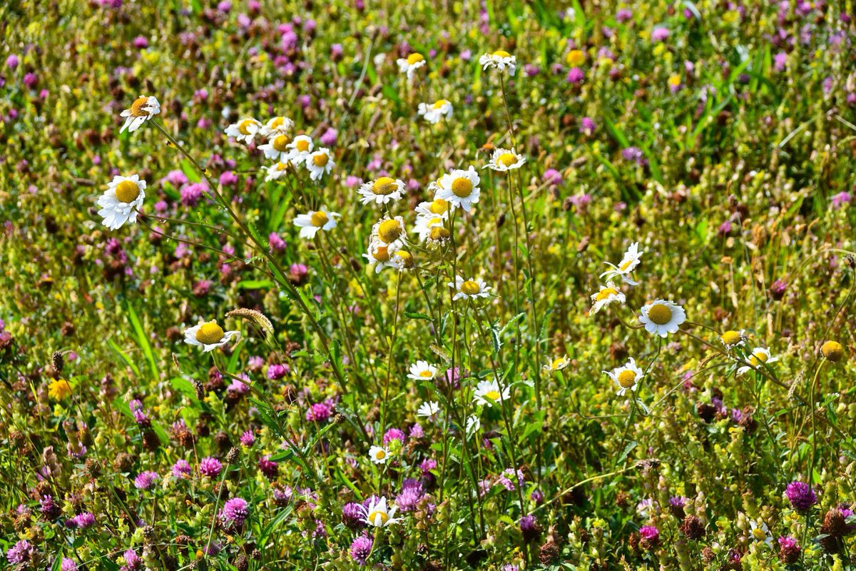 Wildflower bloom on Anglesey roundabouts boosts biodiversity.

Roundabouts across Anglesey have been transformed into vibrant wildflower meadows, bringing seasonal colour, supporting local biodiversity, &amp; boosting the Council’s climate action goals.

More: anglesey.gov.wales/en/newsroom/ne…