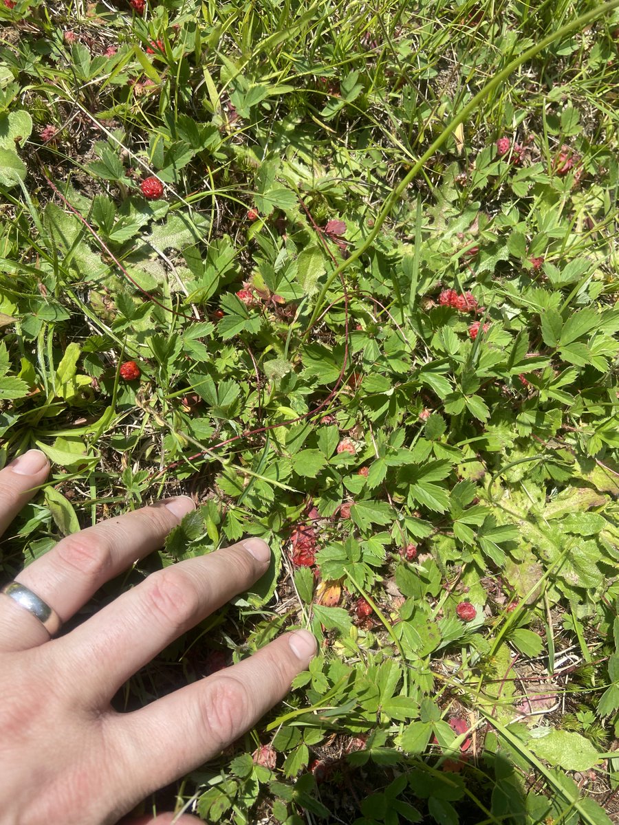 My back yard is covered in wild strawberries. Quite small but packed with flavour.
