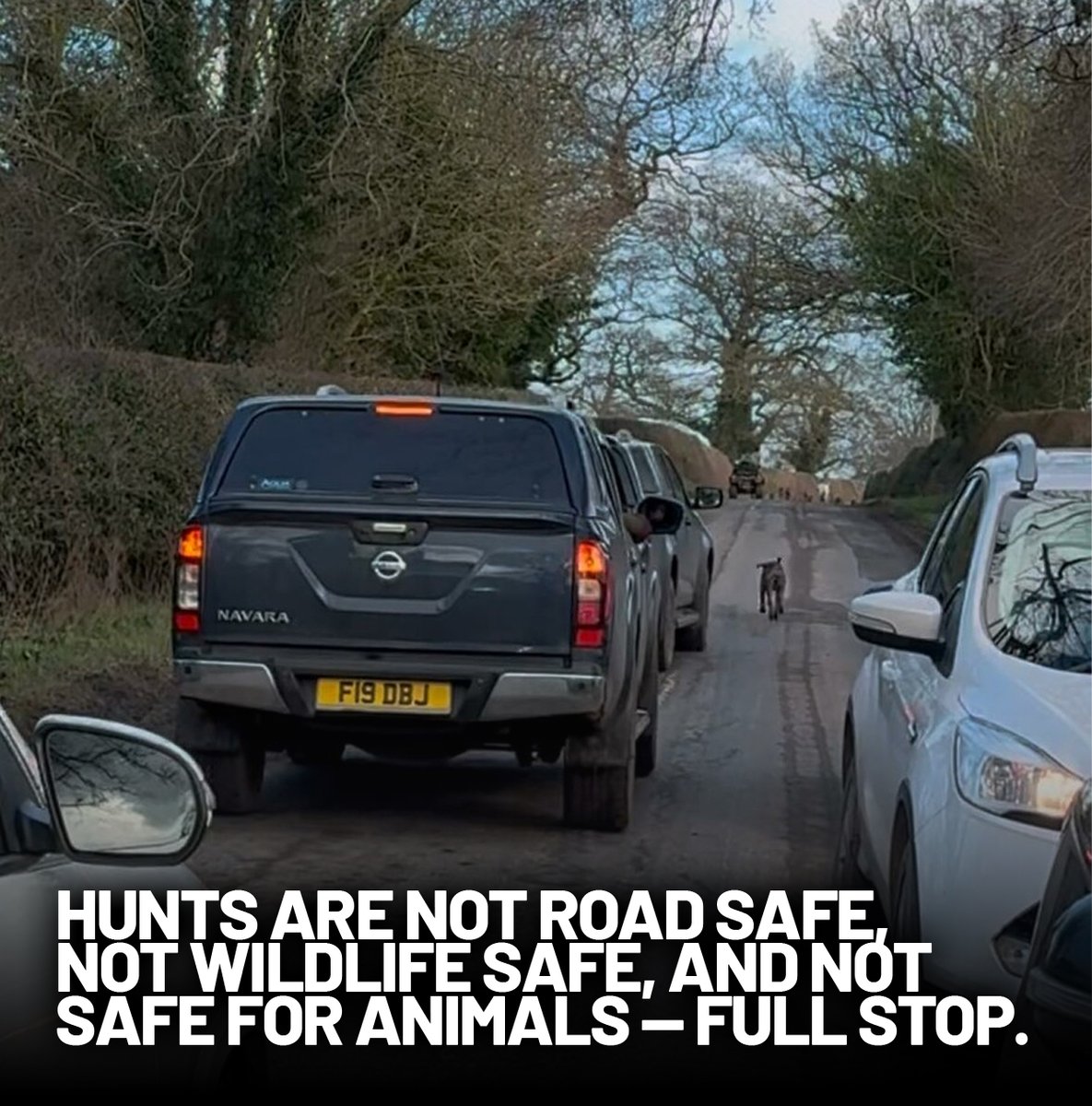 Protect the Wild (@protectthewild_) on Twitter photo 20 Years On: The True Face of Hunting with Hounds shows one thing clearly: Hunts are not road safe,
not wildlife safe, and not safe for animals — full stop.
Credit: <a href="/_WBWP/">Welsh Border Wildlife Protectors</a>
📖 Read more here:
protectthewild.substack.com/p/20-years-on-… 20 Years On: The True Face of Hunting with Hounds shows one thing clearly: Hunts are not road safe,
not wildlife safe, and not safe for animals — full stop.
Credit: <a href="/_WBWP/">Welsh Border Wildlife Protectors</a>
📖 Read more here:
protectthewild.substack.com/p/20-years-on-…